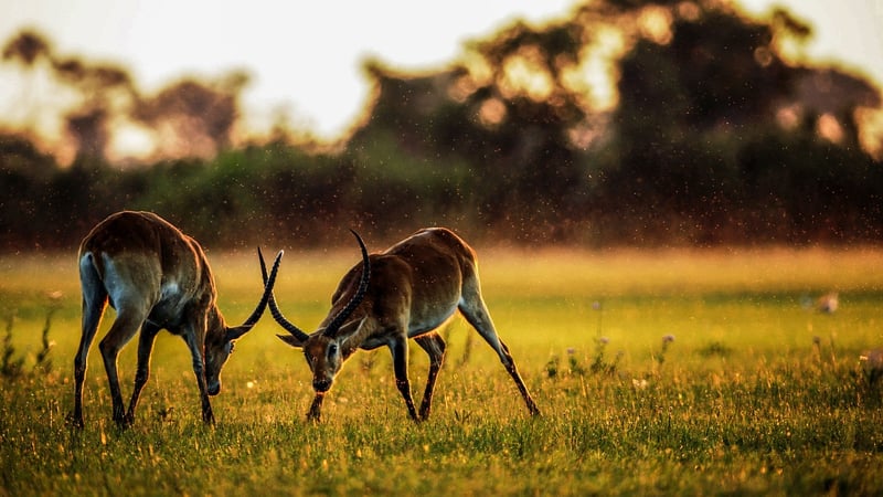 Photographic Safari