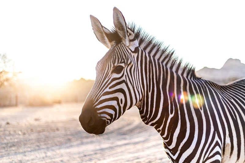 Zebra in the wild